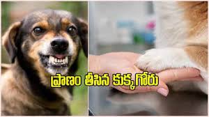 కుక్కగోరు గుచ్చుకొని యువకుడు మృతి – రేబిస్ ప్రమాదం